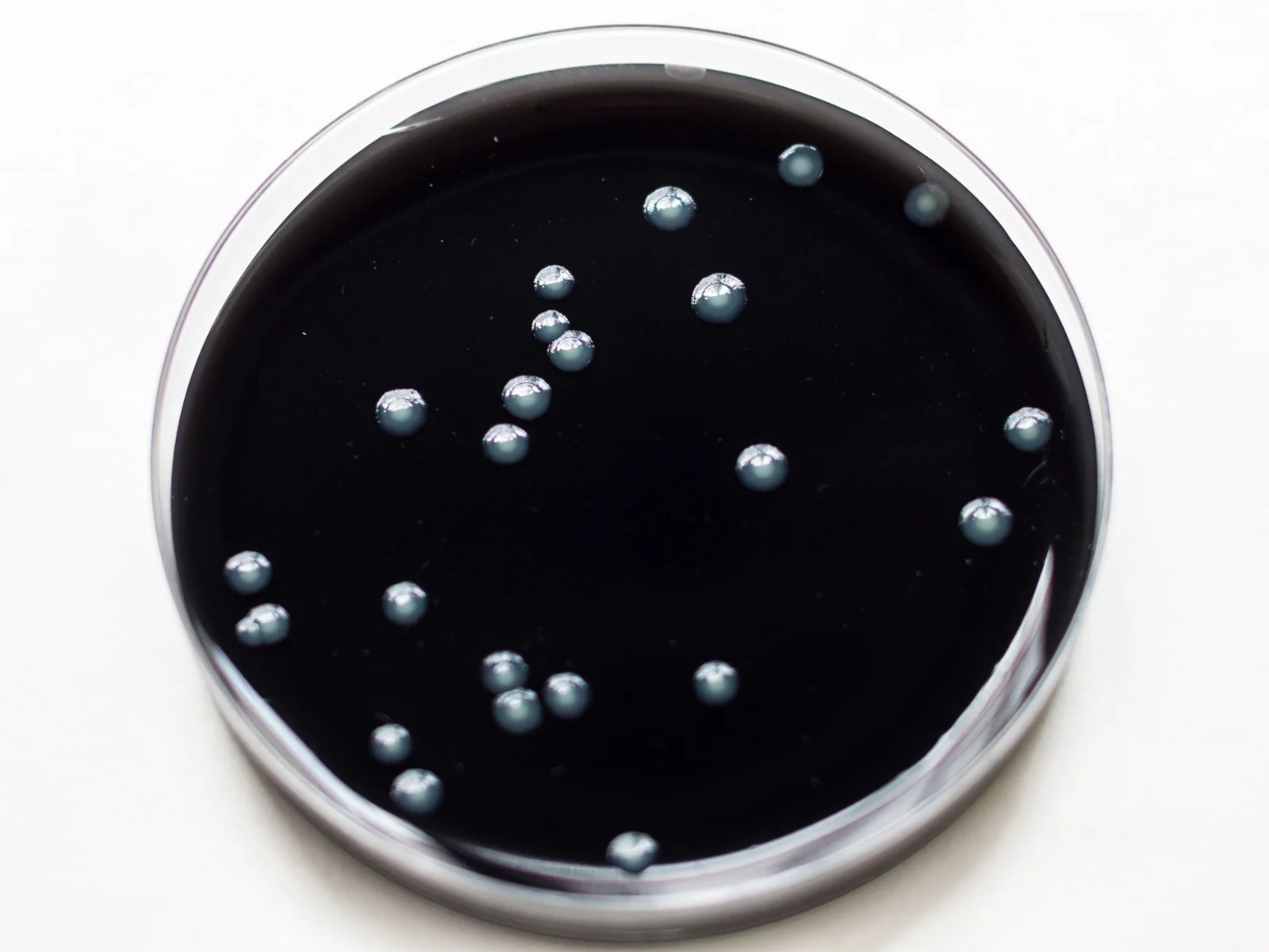 placa de análisis legionella