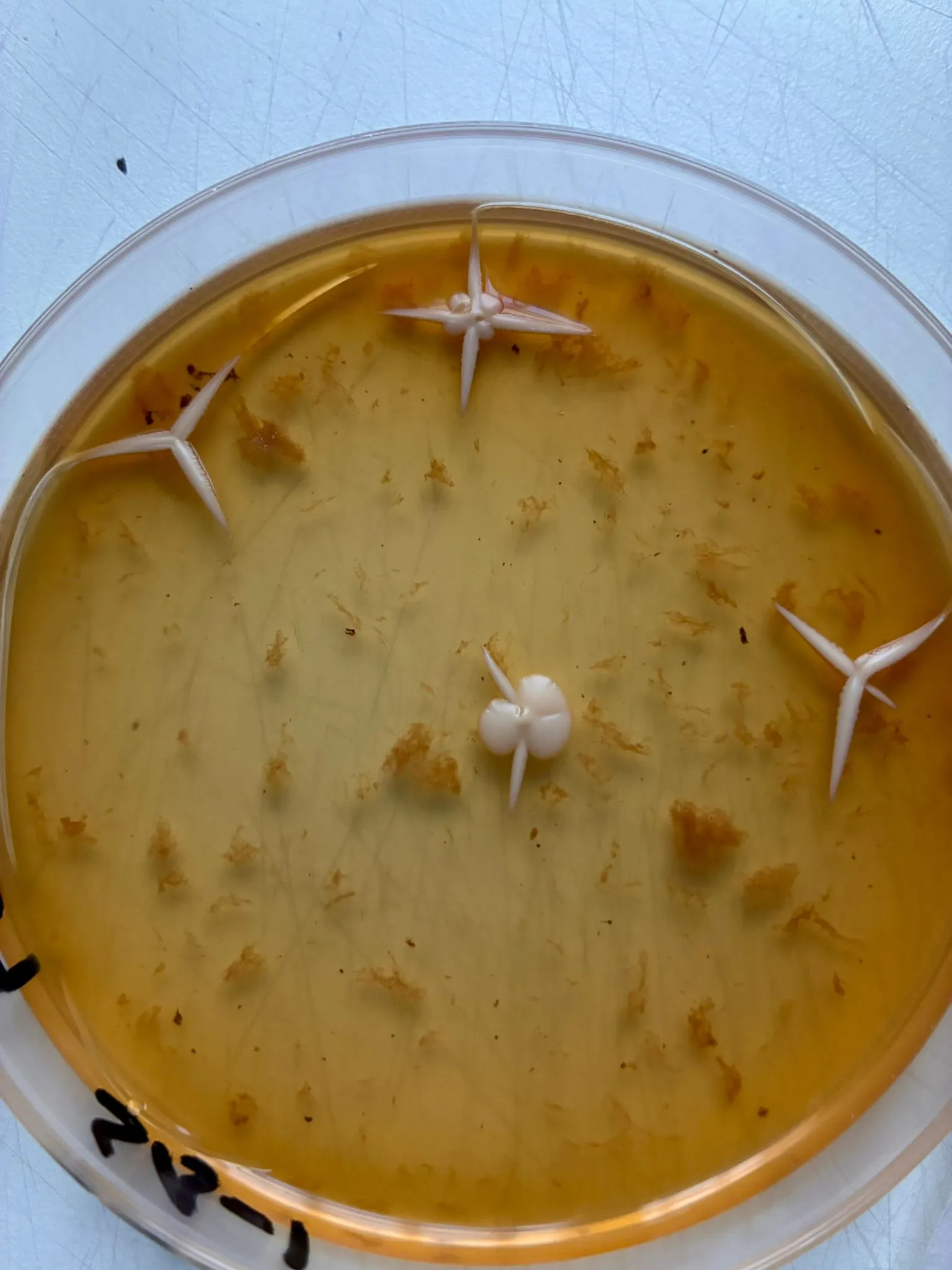 una muestra de laboratorio